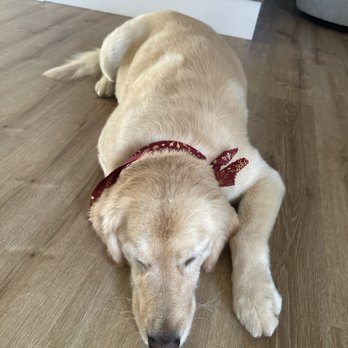 Just Fur Paws - One of my Golden's Morgan. - Pet Groomers Near Me - Mission Viejo, California Just Fur Paws - One of my Golden's Morgan. - Pet Groomers Near Me - Mission Viejo, California