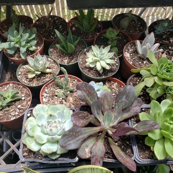 Francis's Cactus Succulents - So many beautiful varieties - Nurseries & Gardening Near Me - Los Angeles, California Francis's Cactus Succulents - So many beautiful varieties - Nurseries & Gardening Near Me - Los Angeles, California