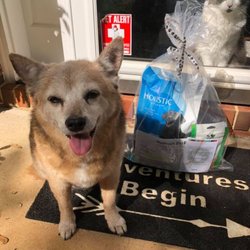 white and black pitbull