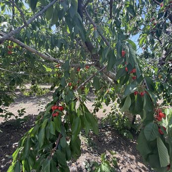 Marsh Creek Cherries - Pick Your Own Farms Near Me - Brentwood, California Marsh Creek Cherries - Pick Your Own Farms Near Me - Brentwood, California