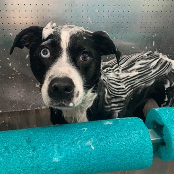 What The Fluff - Pet Groomers Near Me - Oakdale, Minnesota What The Fluff - Pet Groomers Near Me - Oakdale, Minnesota