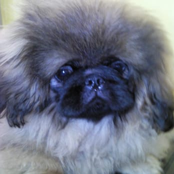 Glamour Pooch - suki - Pet Groomers Near Me - Edinburgh, EDH