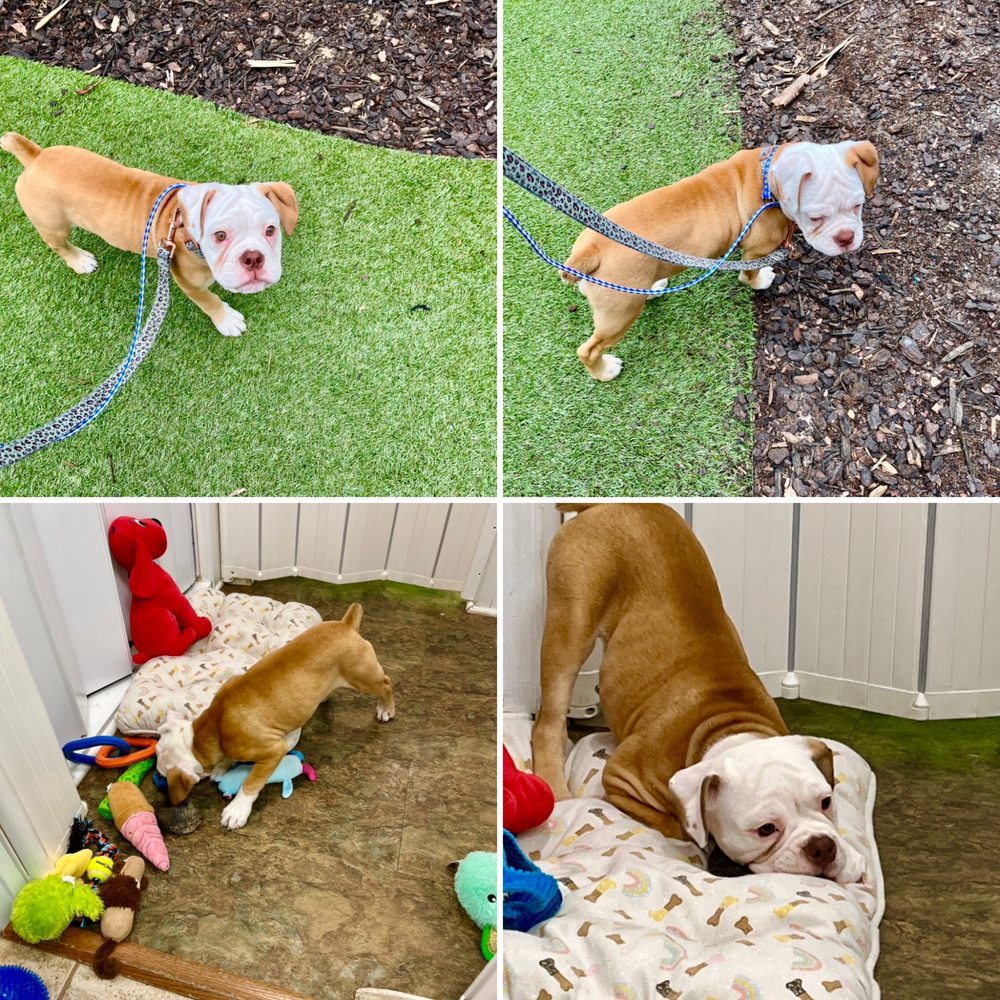 FUROLOGY PAW SPA & RETREAT 224 Photos & 11 Reviews 1905 S Ocean Blvd, Myrtle Beach, South