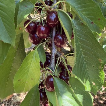 Olson Stuart Farms - Lapin cherries - Fruits & Veggies Near Me - Salem, Oregon Olson Stuart Farms - Lapin cherries - Fruits & Veggies Near Me - Salem, Oregon