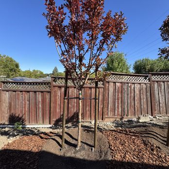 Ideal Landscape & Concrete - Planted crepe myrtle tree - Landscaping Near Me Ideal Landscape & Concrete - Planted crepe myrtle tree - Landscaping Near Me