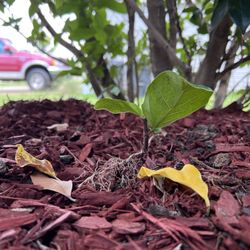 Collier's Nursery - Revived Fig plant