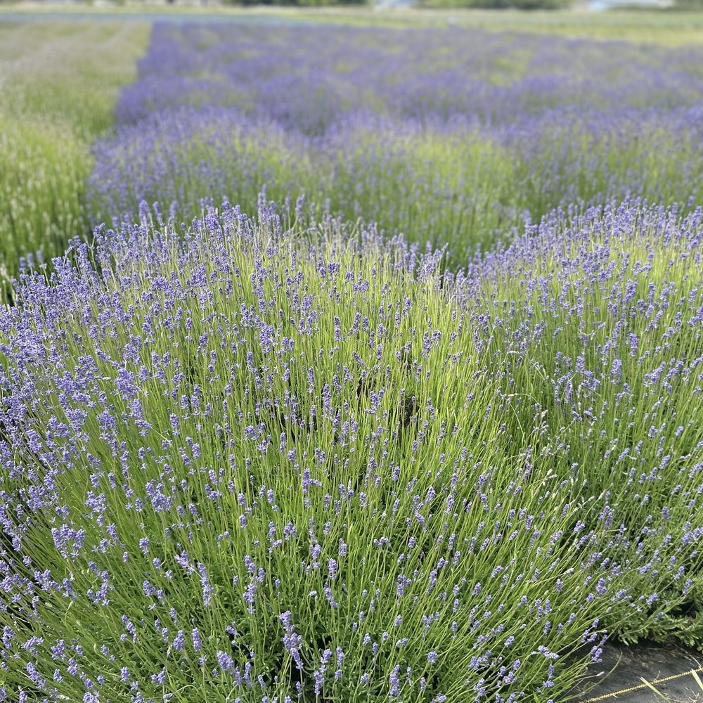 B & B Family Farm - Walking Tours Near Me - Sequim, Washington B & B Family Farm - Walking Tours Near Me - Sequim, Washington