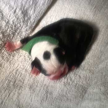 So Cal Boston’s - Pet Breeders Near Me So Cal Boston’s - Pet Breeders Near Me