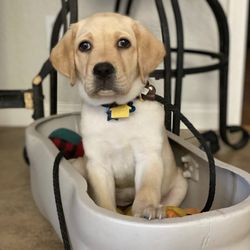 Guiding Pets & Parents - 12 Week Old Labrador Retriever - Puppy Consult