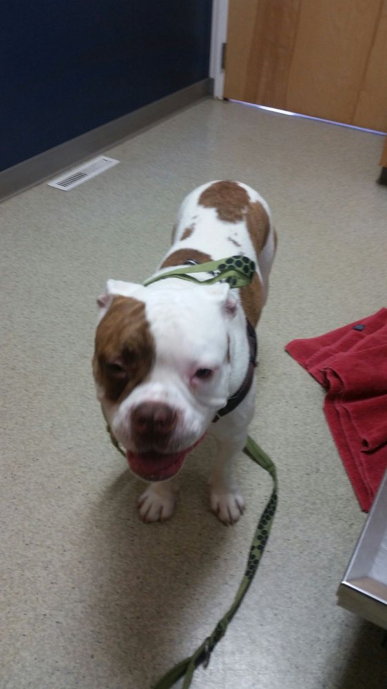 CORNERSTONE VETERINARY CLINIC Updated October 2024 81 Davison Ct