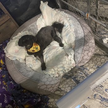 VCA Orange County Veterinary Specialists - Daisy on the road to recovery - Emergency Pet Hospital Near Me - Tustin, California VCA Orange County Veterinary Specialists - Daisy on the road to recovery - Emergency Pet Hospital Near Me - Tustin, California