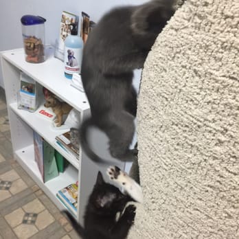 Affordable Veterinary Clinic - Kittens playin at the vets office - Veterinarians Near Me - Mesa, Arizona