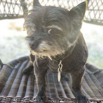 Bark Avenue Pet Salon - Pet Services Near Me - Clearlake, California Bark Avenue Pet Salon - Pet Services Near Me - Clearlake, California