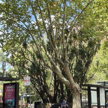 Fitzroy Gardens - Parks Near Me - Kings Cross, NSW