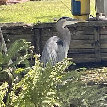 Premier Boat Tours - Blue Heron - Boat Tours Near Me - Mount Dora, Florida