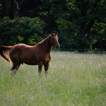 Canine Redemption - Horse Photography - Pet Photography Near Me Canine Redemption - Horse Photography - Pet Photography Near Me
