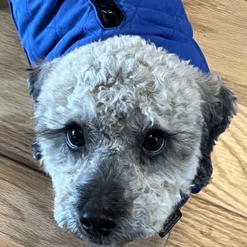 Ginger's Pet Rescue - Cubbie in his parka. Ready for the weather. - Animal Shelters Near Me