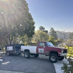 Early dogs junk removal
