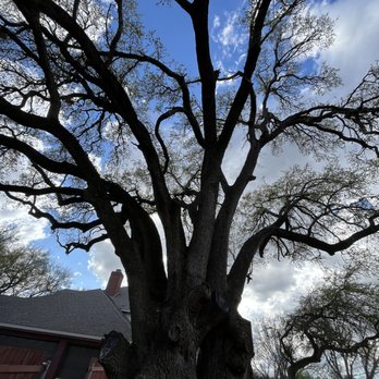 Lopez Tree Service - Trimming Ursula - Tree Services Near Me Lopez Tree Service - Trimming Ursula - Tree Services Near Me