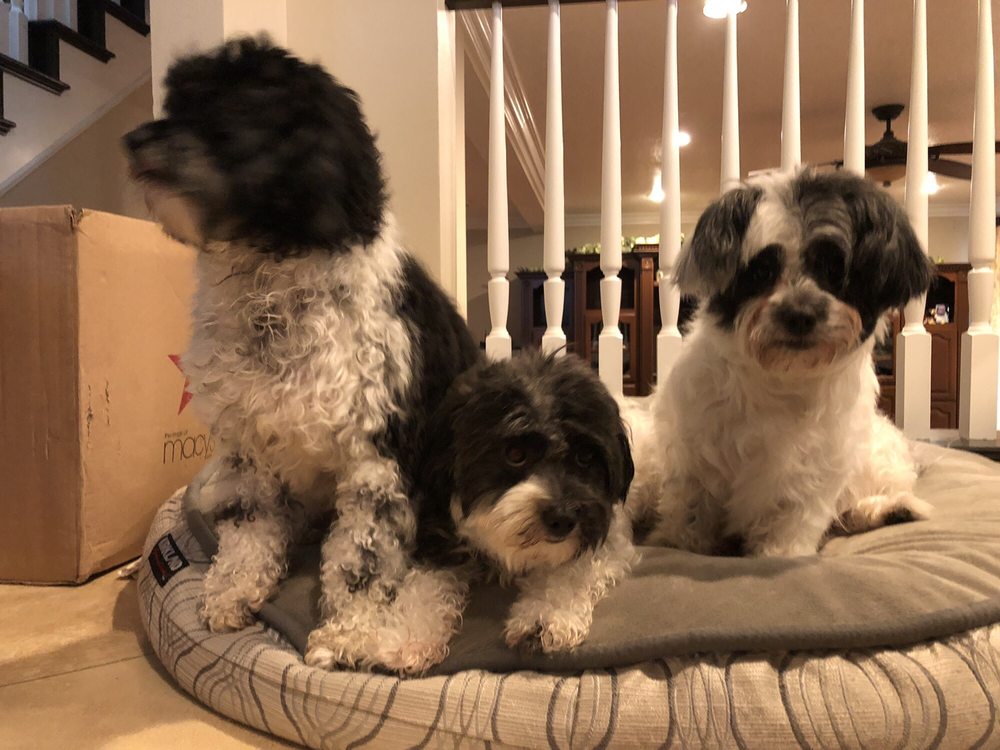 GROOM & BOARD 164 Photos & 200 Reviews Pet Groomers 1158 E Yorba