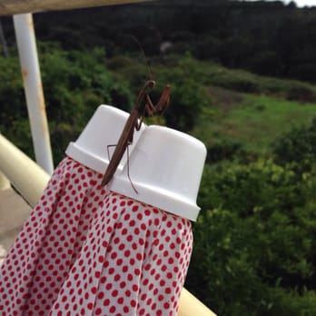 Cafe Restaurante Abrigo Da Serra - Praying mantis enjoying the same view from the cafe that we were. - Seafood Near Me - Monchique, 20 Cafe Restaurante Abrigo Da Serra - Praying mantis enjoying the same view from the cafe that we were. - Seafood Near Me - Monchique, 20
