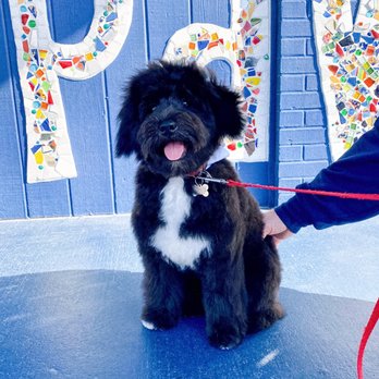 Hot Paws - AFTER - Pet Groomers Near Me - Fernandina Beach, Florida Hot Paws - AFTER - Pet Groomers Near Me - Fernandina Beach, Florida