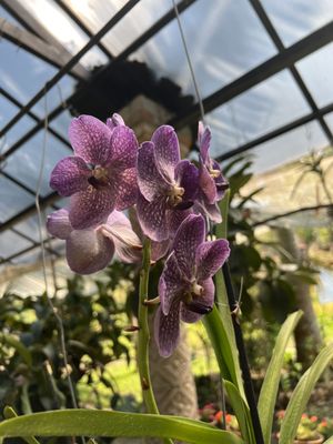 Vallarta Botanical Gardens AC by null