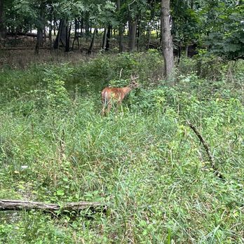 Asylum Lake Preserve - Deer - Parks Near Me - Kalamazoo, Michigan Asylum Lake Preserve - Deer - Parks Near Me - Kalamazoo, Michigan