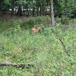 Asylum Lake Preserve - Deer