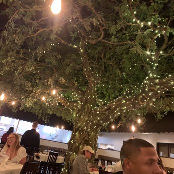 Firefly - Lighted tree - Steakhouses Near Me - Panama City Beach, Florida