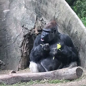 Bronx Zoo - Gorilla enclosure - Zoos Near Me - Bronx, New York Bronx Zoo - Gorilla enclosure - Zoos Near Me - Bronx, New York