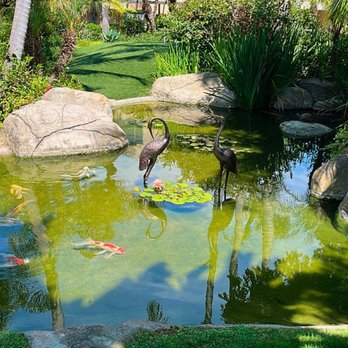 Sheraton La Jolla Hotel - Koi pond - Hotels Near Me - La Jolla, California