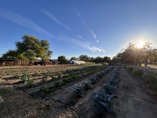 The Farm at South Mountain by null