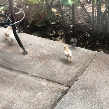 Easy ‘Que - Little Chickies wandering outside! - Barbeque Near Me - Kailua, Hawaii Easy ‘Que - Little Chickies wandering outside! - Barbeque Near Me - Kailua, Hawaii
