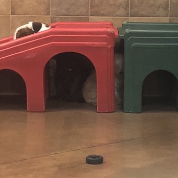PetSmart - Terrified, quivering dogs in the doggy day care hiding. - Pet Stores Near Me - Glendora, California PetSmart - Terrified, quivering dogs in the doggy day care hiding. - Pet Stores Near Me - Glendora, California