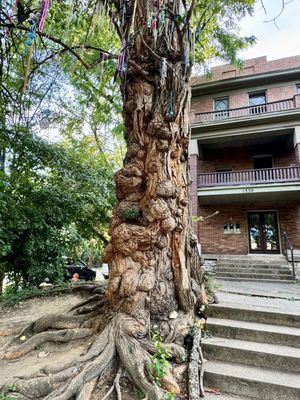 The Witches' Tree by null