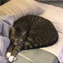 Bogart Bogart