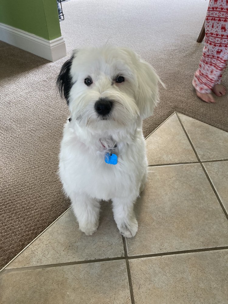 LORD EDWARDS GROOMING ROOM Updated August 2024 191 Day St, Newington, Connecticut Pet