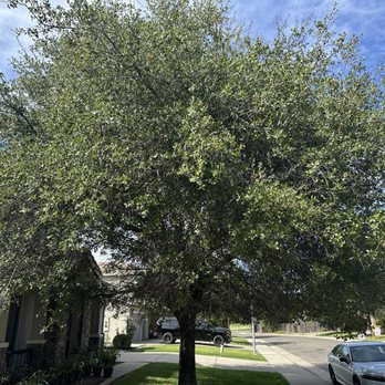 Atlas Quality Tree Care - (Before) - Tree Services Near Me Atlas Quality Tree Care - (Before) - Tree Services Near Me