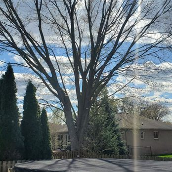 The Tree Surgeon - Another photo of 3 sections trimmed by Mike at The Tree Surgeon for $500.00 Back on 11/27/2023 - Tree Services Near Me - Mount Clemens, Michigan The Tree Surgeon - Another photo of 3 sections trimmed by Mike at The Tree Surgeon for $500.00 Back on 11/27/2023 - Tree Services Near Me - Mount Clemens, Michigan