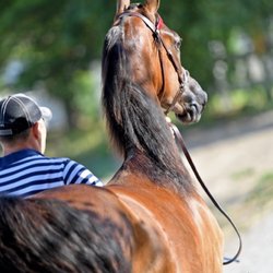 Fire Run Farm - Beautiful Registered Morgan horses at Fire Run Farm