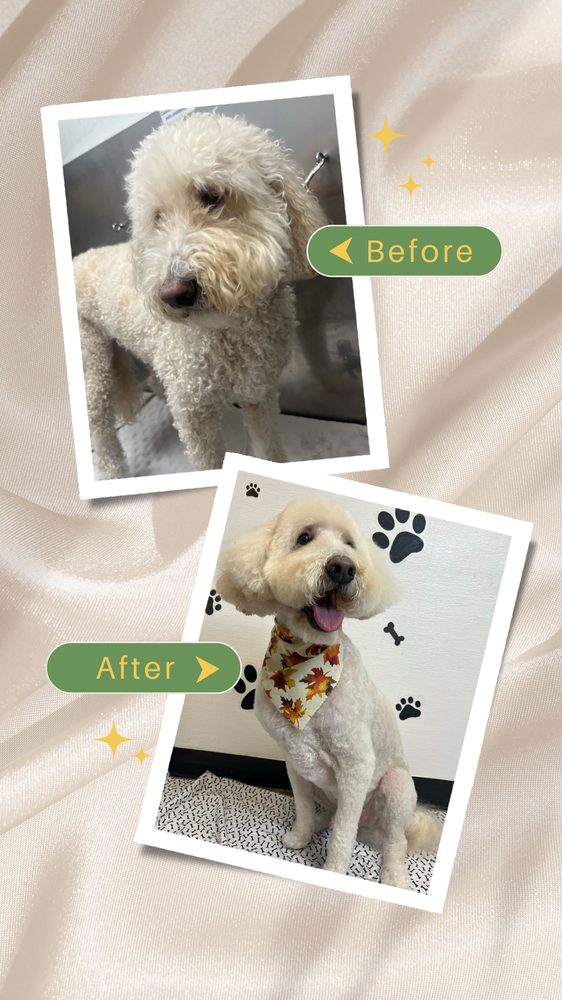 Kinder Kritter - pet boarding facility in Dallas, TX