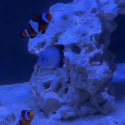 What's In Your Tank - Half black angel