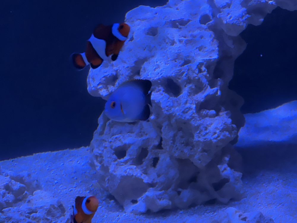 What's In Your Tank Image