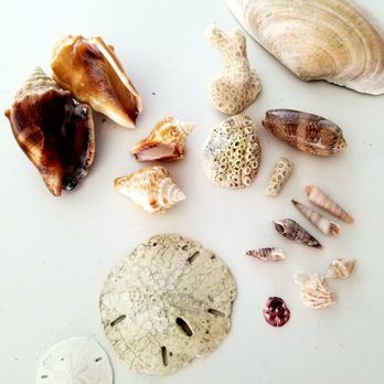 Manasota Key Resort - A few of our favorite shells on our trip. 2021 - Hotels Near Me - Englewood, Florida