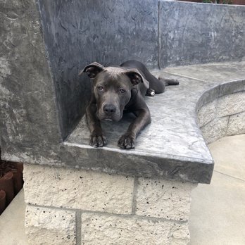 Off Leash K9 Training  - Sadie girl - Pet Training Near Me - Murrieta, California