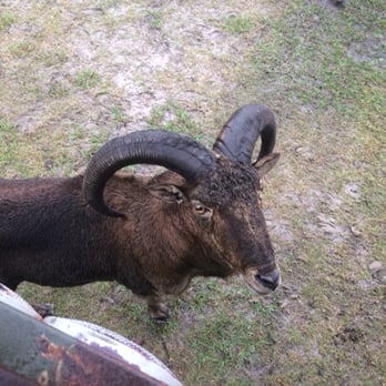 Safari Wilderness Ranch - Ram - Tours Near Me - Lakeland, Florida Safari Wilderness Ranch - Ram - Tours Near Me - Lakeland, Florida