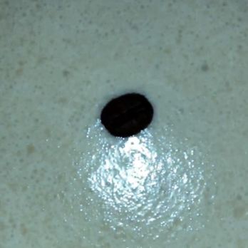 American Elm - Espresso martini - New American Near Me - Denver, Colorado