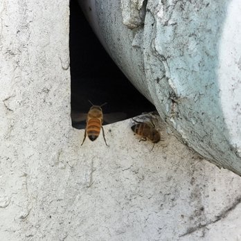 MI Pest Experts - Honey bee nests should be saved if at all possible. - Pest Control Near Me - Clawson, Michigan MI Pest Experts - Honey bee nests should be saved if at all possible. - Pest Control Near Me - Clawson, Michigan