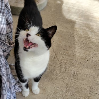Peace River Veterinary Clinic - Lucky says, 'Feed me human'! - Veterinarians Near Me - Punta Gorda, Florida Peace River Veterinary Clinic - Lucky says, 'Feed me human'! - Veterinarians Near Me - Punta Gorda, Florida